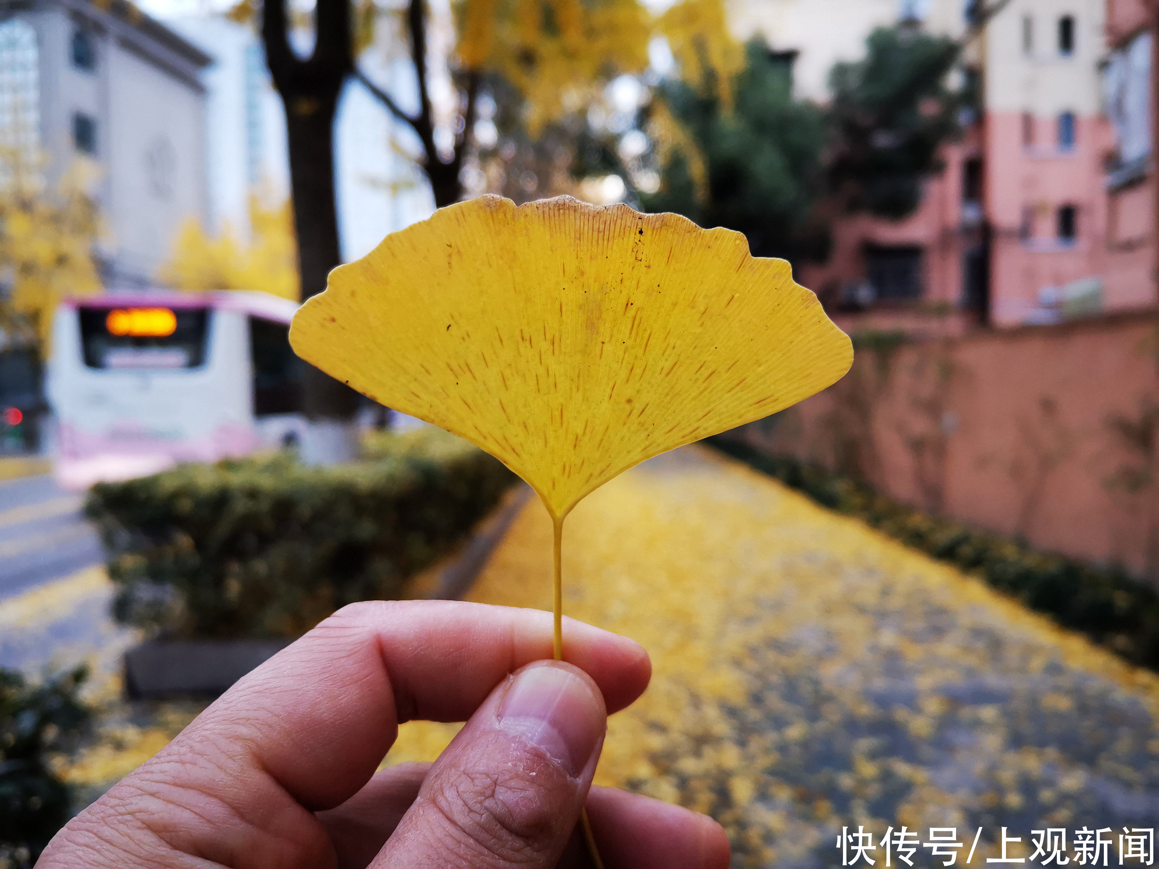 黄金甲|寒风吹落片片银杏叶，这里满地尽是“黄金甲”