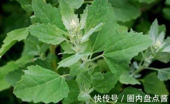 野菜|农村“最憋屈”的几种野菜，明明全身都是宝，却总是被人忽视掉