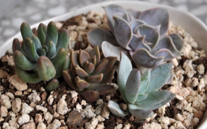 如何养多肉观音莲教你3个养护妙招,轻松爆盆,长出千朵小莲花