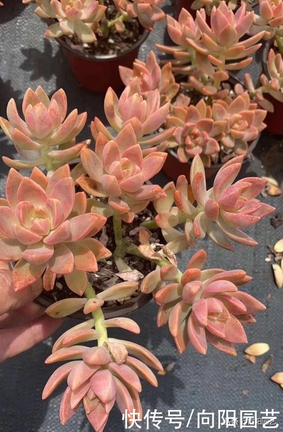 多肉|多肉养成老桩，靠的是时间，至少也要3年，心急吃不了热豆腐