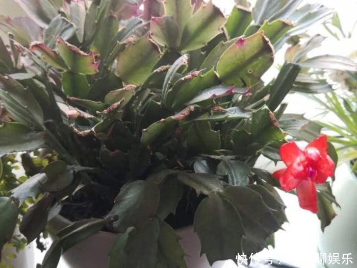 家里有此7种花,少浇水不能晒,天热要休眠早看早知道