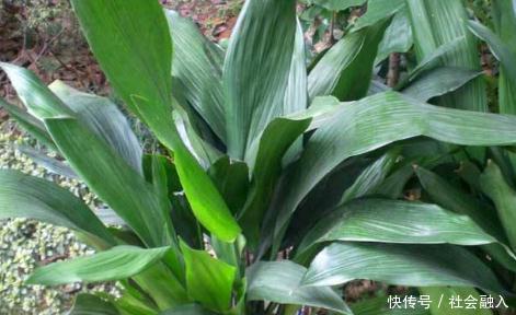 蜘蛛抱蛋|它的名字很搞笑,叶子做粽叶,根茎可入药,止痛、接骨、补虚弱