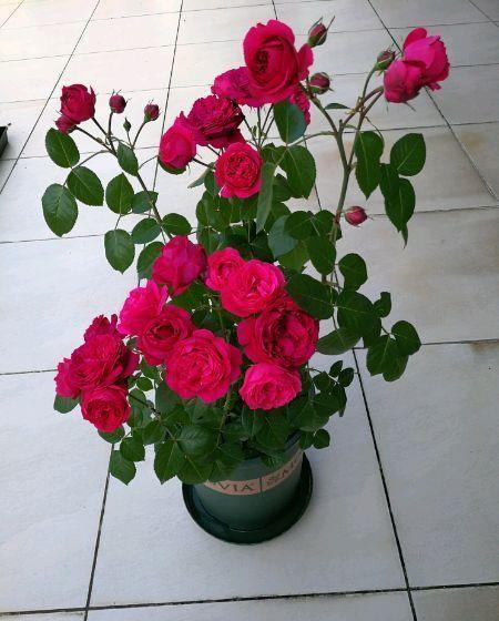 4种漂亮花,好打理,易爆盆,叶子油绿,花朵漂亮!