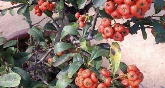 2种盆景树“名贵”,有“聚财树”的美誉,放阳台养护,寓意好!