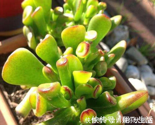 筒叶花月|多肉筒叶花月怎么养教你3个小妙招，养出翠绿又旺盛的筒叶花月