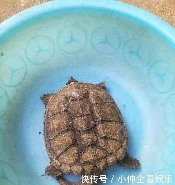 江苏钓鱼人河边发现大龟,追出十几米将其掀翻,网友:吃了它