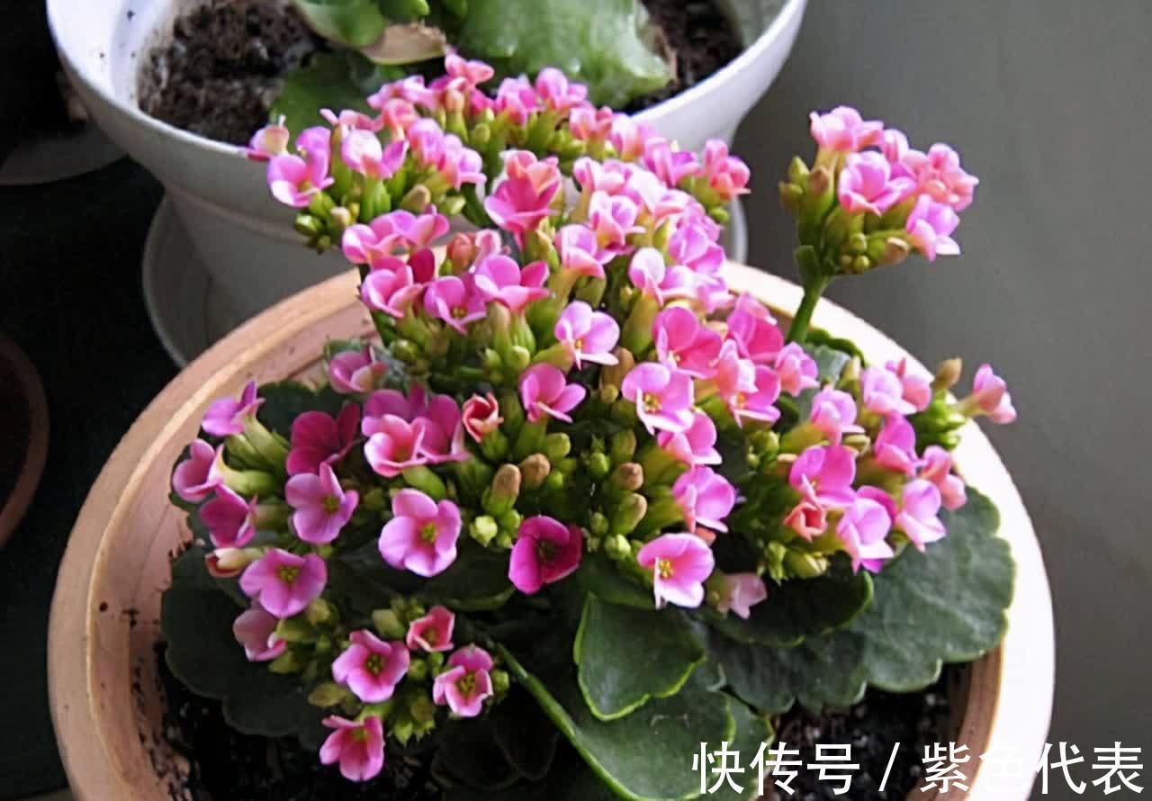 长寿花|立秋后，3种花要及时“翻盆”，不然影响“生长”和开花