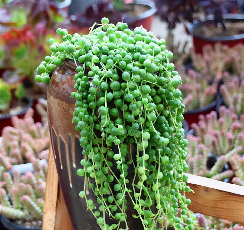 叶子|工作繁忙又想养花？推荐4种懒人花，丢阳台上不管也旺盛