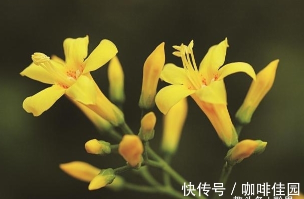 植物|最毒的植物，看到请远离！