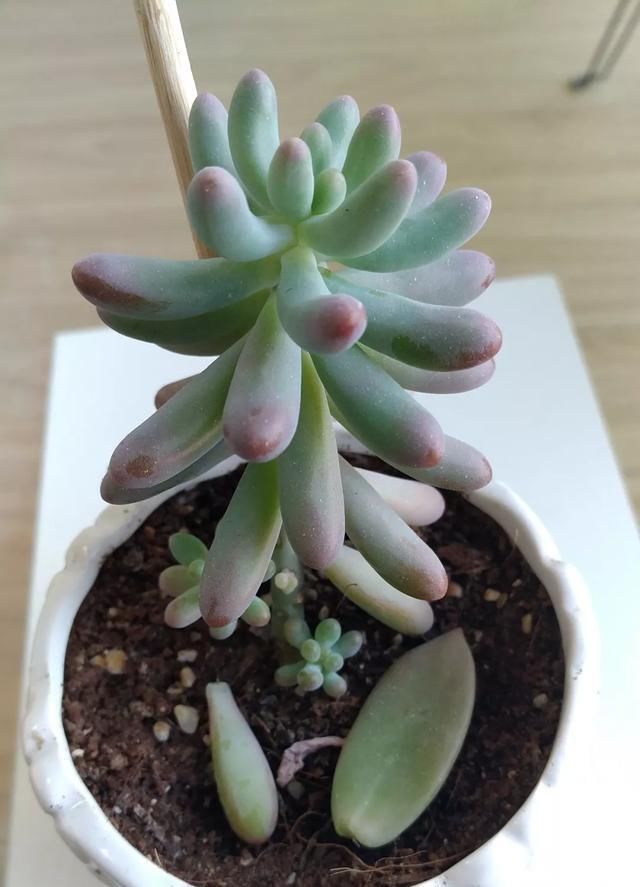 多肉八千代，“掉叶”，“干瘪”，教你“3招”，长成“小椰树”