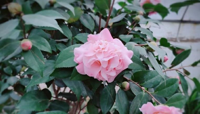 家中常见的6种花是“醋罐子”,多浇点酸水,叶子才能绿得发亮
