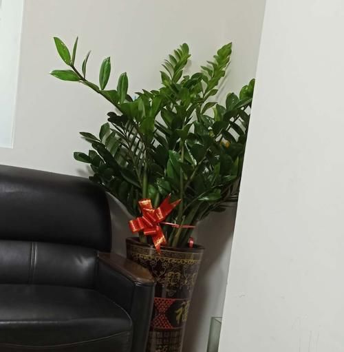 懒人也能养得很好的4种花，少折腾反而长得更旺盛