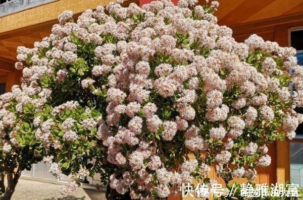 传家|多肉中的“老寿星”,越老越值钱,养成大树可镇宅可传家!