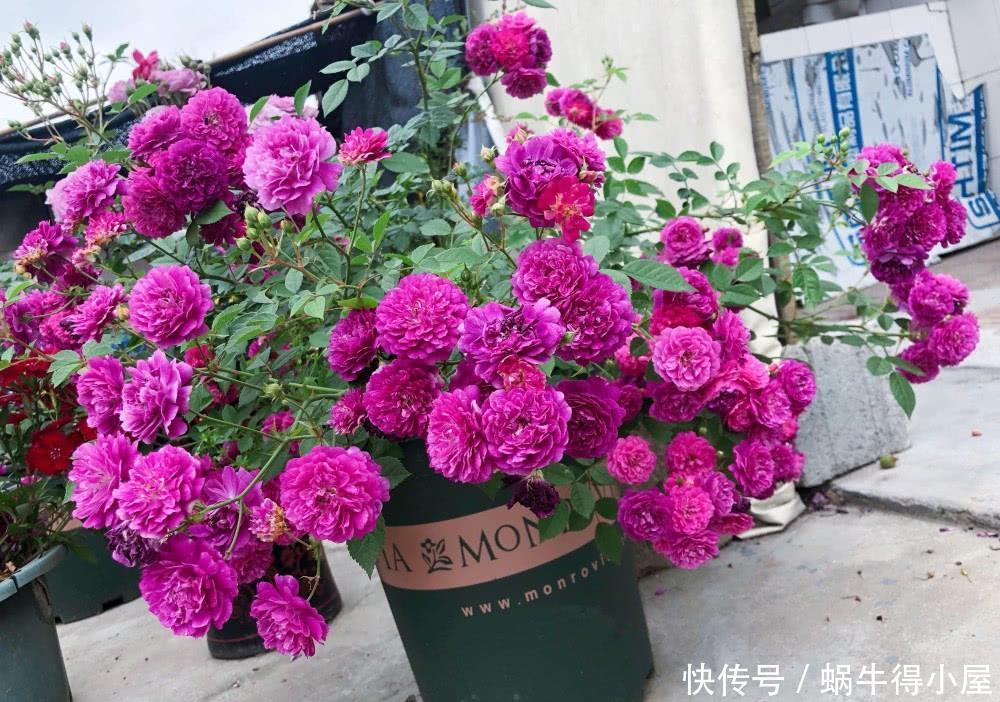 阳台|4种漂亮花,自带“体香”,阳台养一盆,满屋香水味