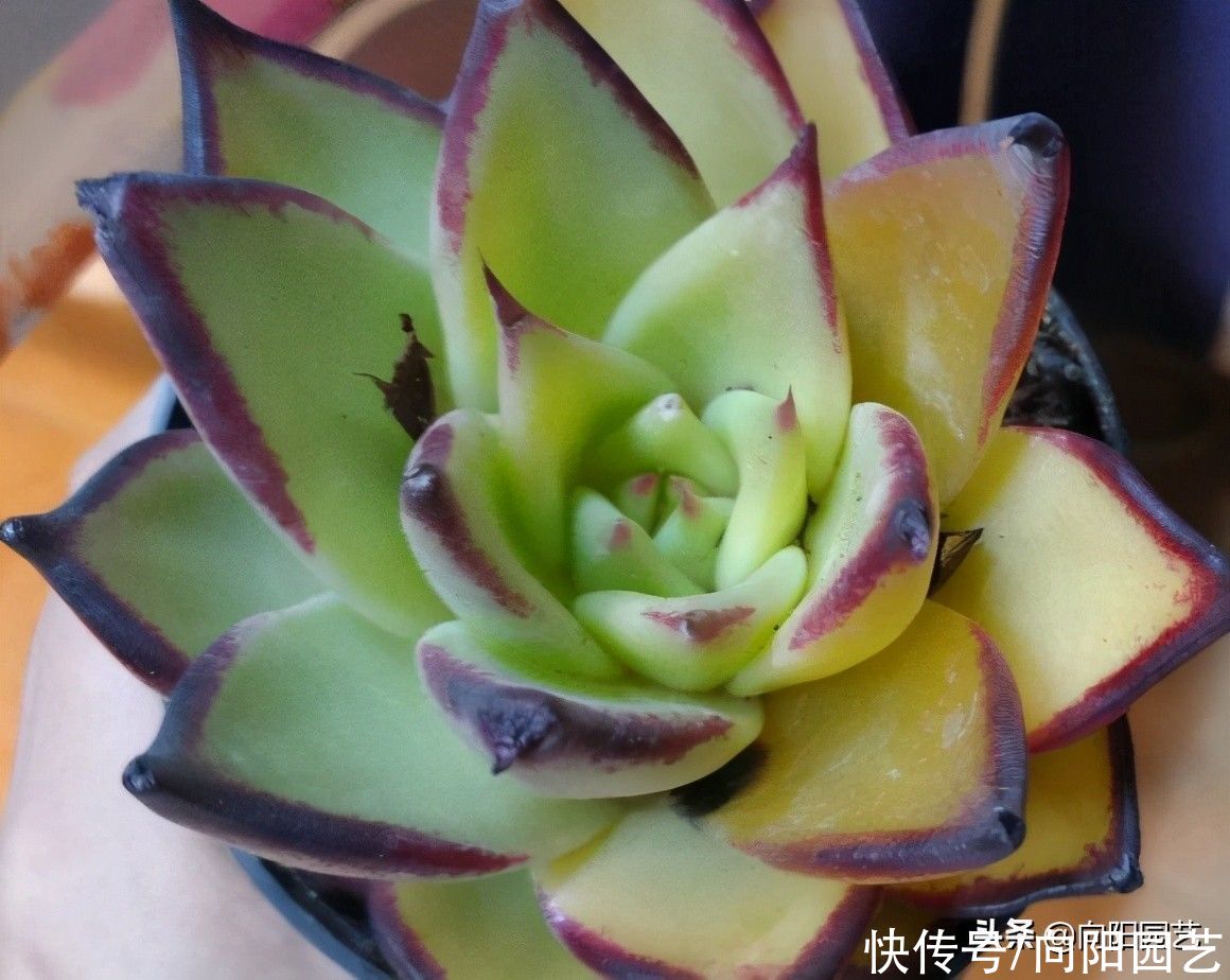 多肉|别人的多肉养得那么好，自己就养不活！差别在哪里？多肉该咋养？