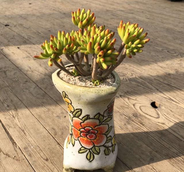 多肉“老桩”怎么样方法一点就通，做好5点，主干木质化