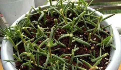 姬小菊|5种花,趁现在“赶紧扦插”,生根快,长得快,一个月就开花