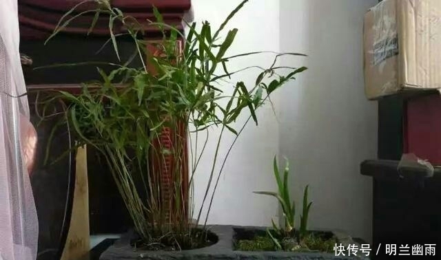 爷爷动手掏了几个汉砖盆,古朴高雅,种上盆栽,朋友出多少都不卖