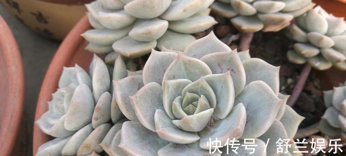 多肉|3种适合新手的多肉植物,学会控水,易群生养成漂亮小老桩