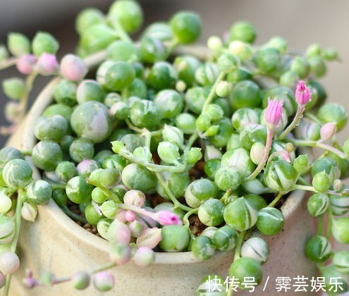 6种漂亮多肉植物，长相蠢萌还容易爆盆，新手懒人必备