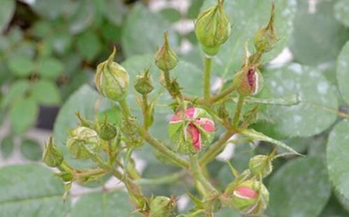  季疏蕾|想要月季花开的漂亮，就用此一招