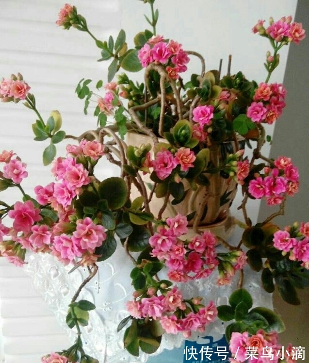 九种“皮实花”,多晒少管长得好,养成老桩更高档,绿萝没上榜