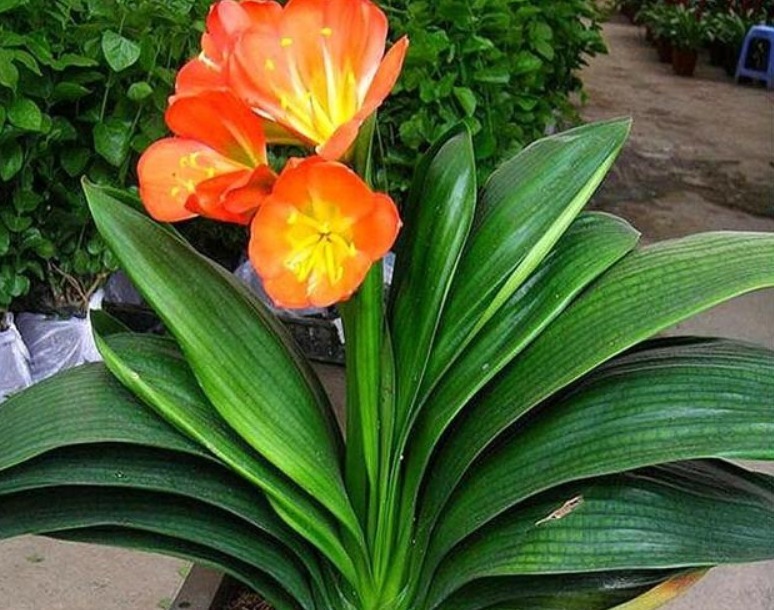 柳树皮、花生壳都不如这“两种土”，简单方便，养啥都易爆盆