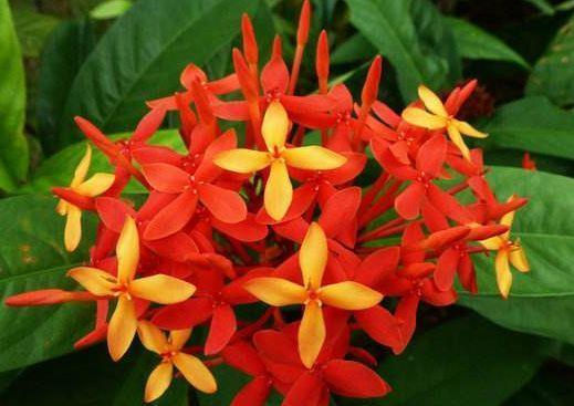  超长|此4种花花期超长的，全年花开不停，开爆阳台变花园！