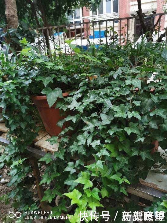 鸭掌木|文竹掐个枝,找个瓶子插水里,三天就冒小笋芽