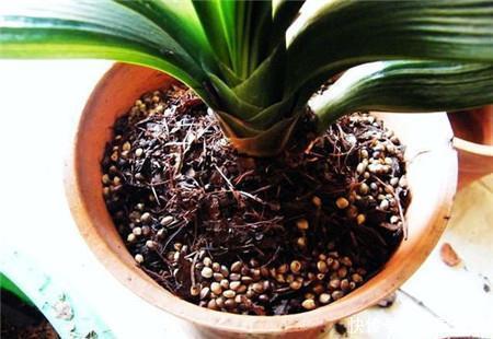 鱼肠|秋冬土里掺点它，君子兰，蟹爪兰，疯狂开花，叶子绿出油