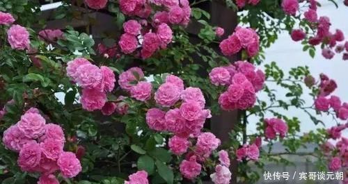 7个绝美花园,个个美炸了天,等有钱了我也要建一个