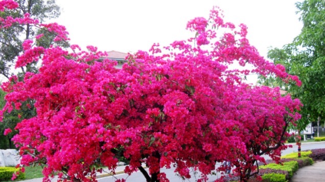 三角梅怎么养护掌握此密招,年年花开爆盆,每年花朵增1倍!