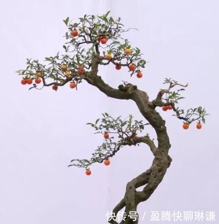 老桩|给金弹子盆景造型,几个问题要注意,你做对了吗?