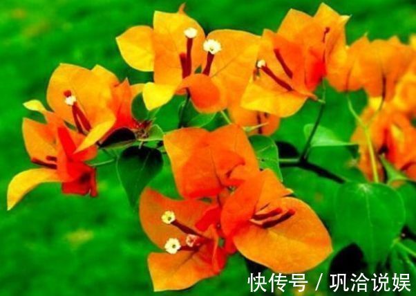 花卉名品柠檬黄三角梅，花开优雅迷人好养活，可以说是养花首选