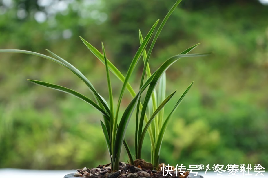 施肥|新手养兰花，4个误区别犯，不然好心办坏事，等着收空盆