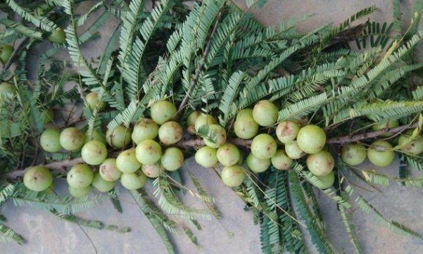 野果|农村一珍稀“野果”,90年代的时候摘来就吃,现在制果酒卖80一斤