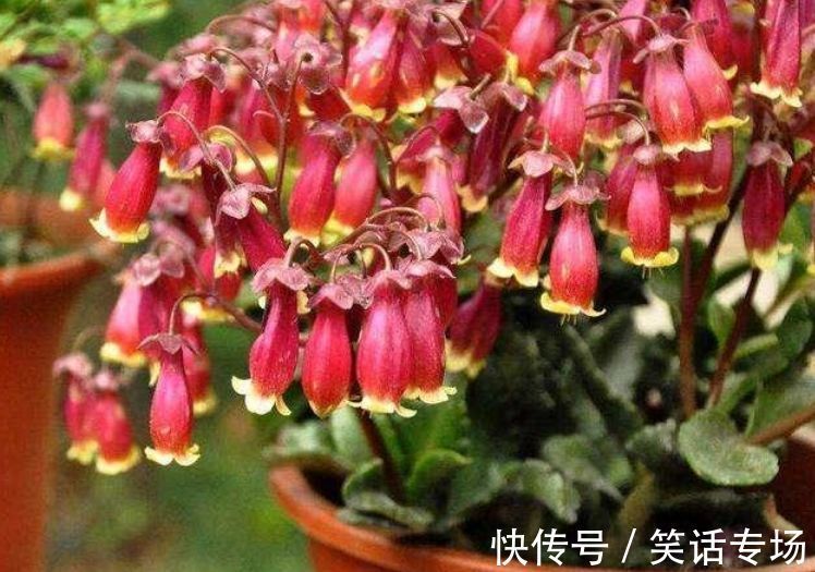 养花就养4种花,好养易活花量大,浇水就疯长,开花爆盆很容易