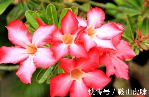 养花试试此几种,花大色艳花期长,繁花似锦,美轮美奂