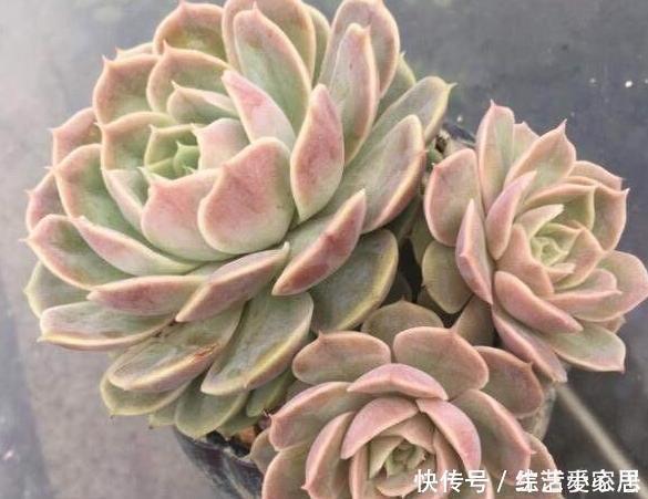 多肉植物''夏必死''摸清5个门道,新手花友入手不再犯愁