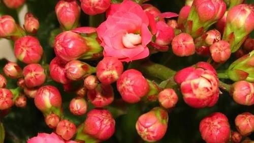 扦插的长寿花叶子已经长根但不发枝怎么处理?