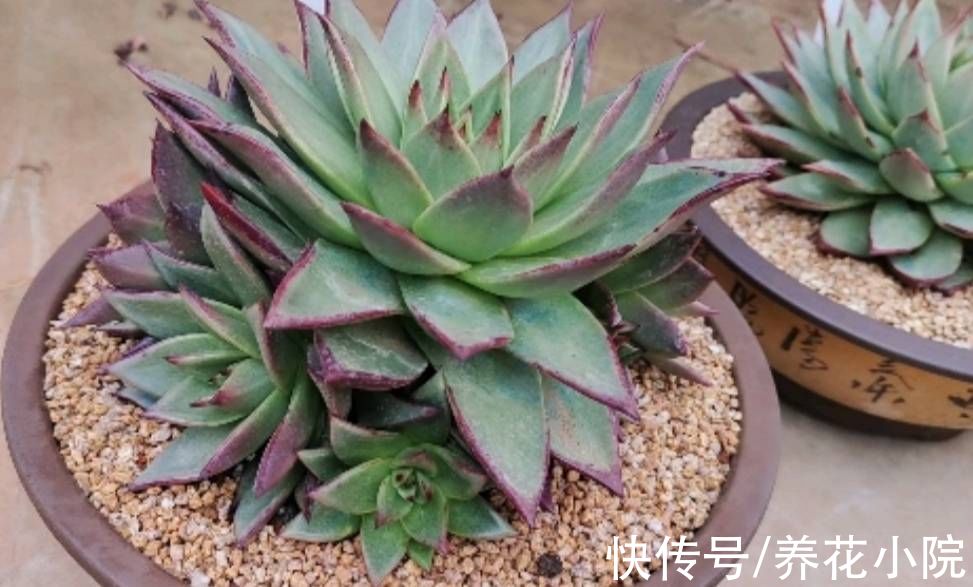植株|多肉“睡醒了”，给它做好4件事，长得旺盛状态好
