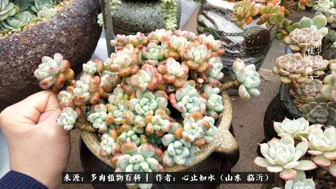 养多肉不只是说说而已，只要肯用心，它们绝对不会辜负你！