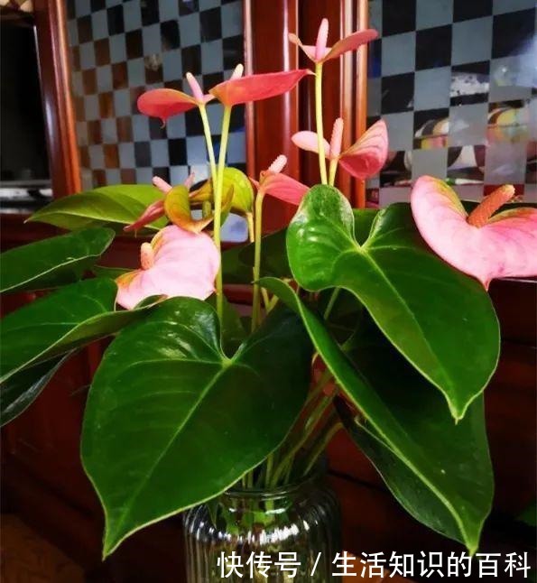 想省心就养这些花,没有病虫害,就爱开花!想省心就养这些花,没有病虫害,就爱开花!