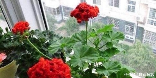 保湿|很好养的6种花草，扦插生根快，花儿开成团，漂亮易养活