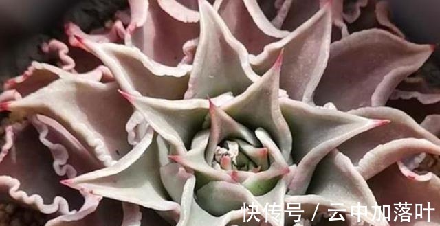 养护|2021年备受欢迎的网红多肉，养护简单容易繁殖，长出状态想咬一口！