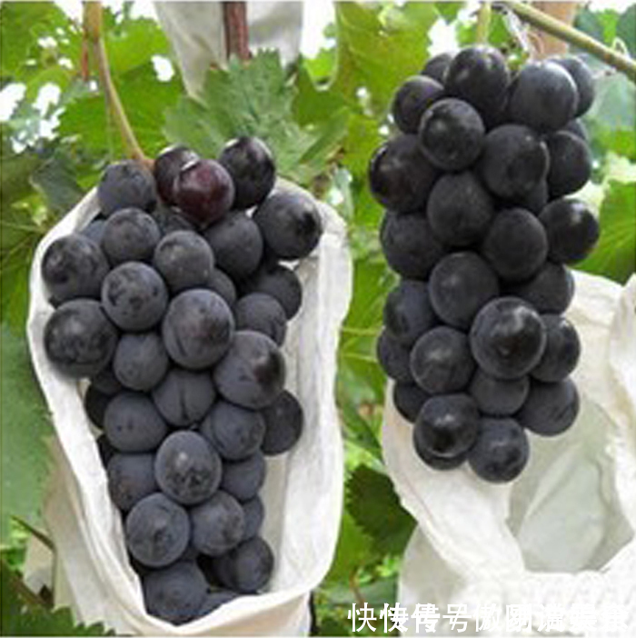 葡萄|此果子不得了，全身都是宝，每天吃几个，补血，减肥，延缓衰老！
