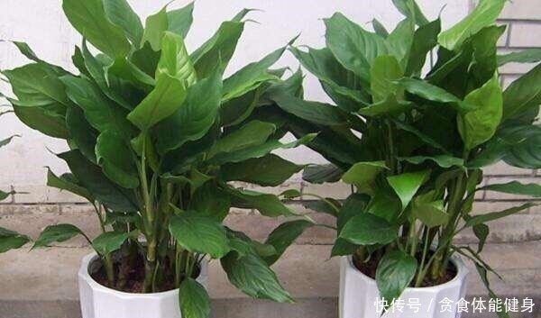 散光|7种“耐阴花”,家中光照不足,照样生长茁壮,枝叶茂盛,长爆盆!