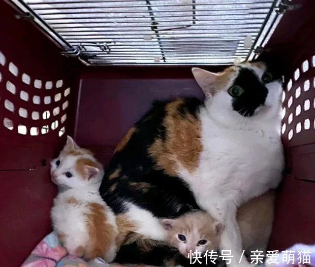 猫妈带俩娃偷盗被抓，身上又没钱，男子：留下2只小猫抵债吧！