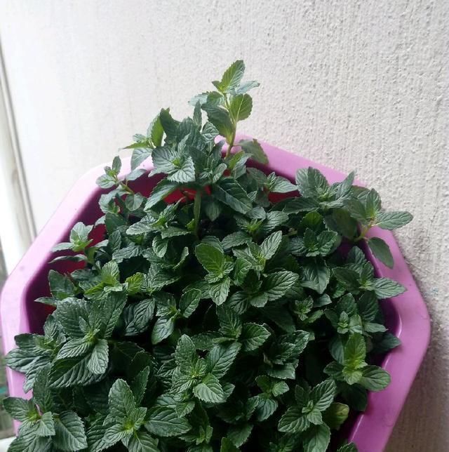 养薄荷花盆里可以积水吗