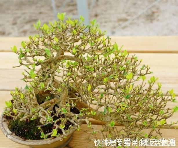 花草|富贵人家爱摆“6种花”,不仅外形美,还越养越值钱,再贵也要买!